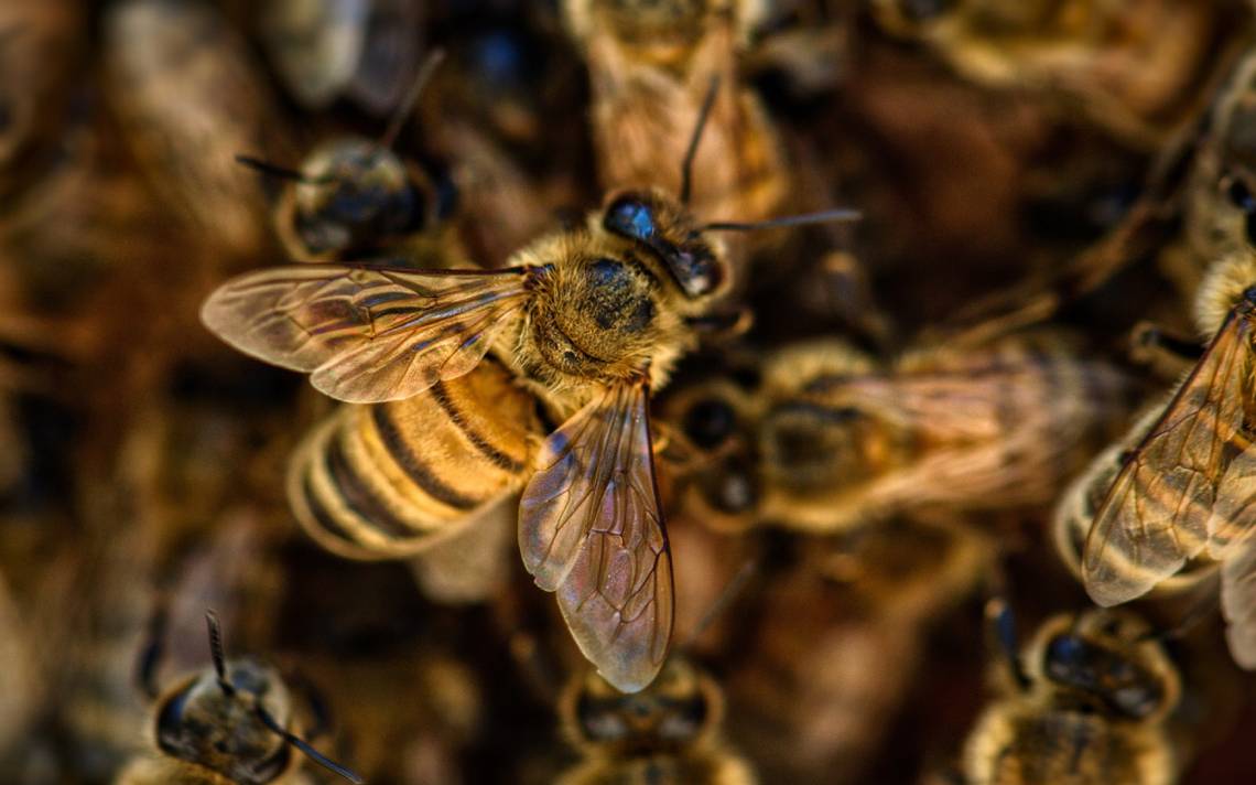 Cleopatra Utilizaba Abejas Para Su Placer El Curioso Origen De Los Vibradores El Sol De